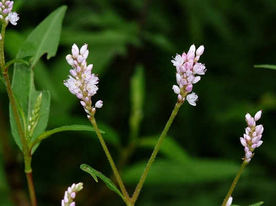 {Persicaria pensylvanica}